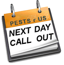 Pest Control. Pest Control Company Campoamor